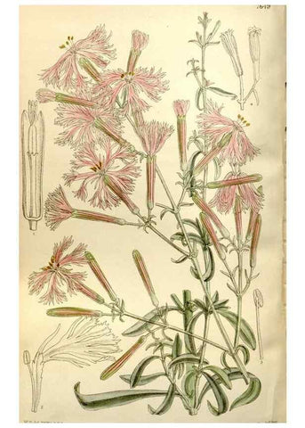 Reproducción/Reproduction 35583927890: Curtis's botanical magazine.. London ; New York [etc.] :Academic Press [etc.]