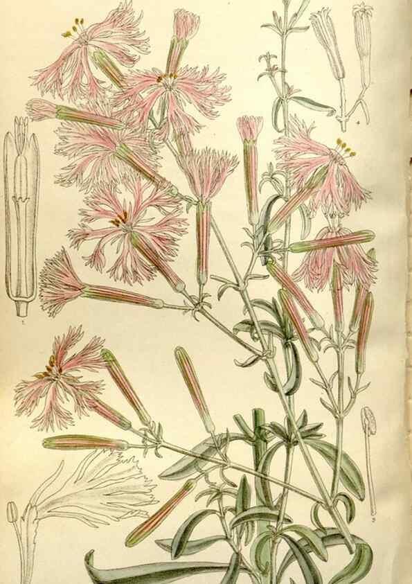 Reproducción/Reproduction 35583927890: Curtis's botanical magazine.. London ; New York [etc.] :Academic Press [etc.]