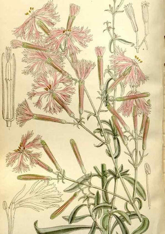 Reproducción/Reproduction 35583927890: Curtis's botanical magazine.. London ; New York [etc.] :Academic Press [etc.]