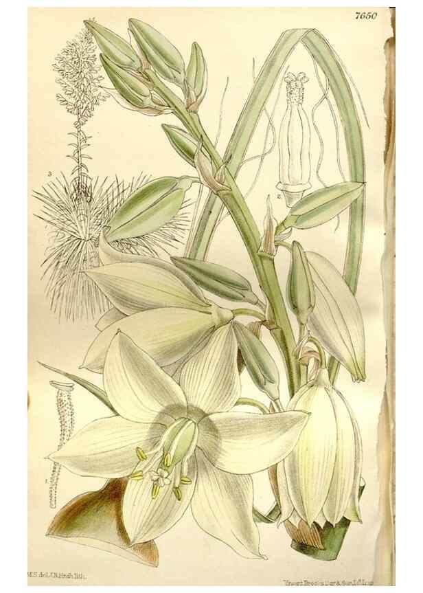 Reproducción/Reproduction 35583929450: Curtis's botanical magazine.. London ; New York [etc.] :Academic Press [etc.]