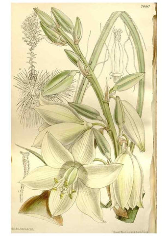 Reproducción/Reproduction 35583929450: Curtis's botanical magazine.. London ; New York [etc.] :Academic Press [etc.]