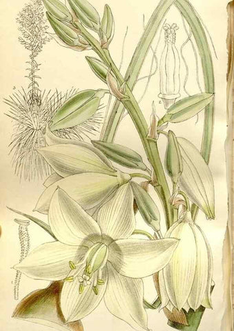 Reproducción/Reproduction 35583929450: Curtis's botanical magazine.. London ; New York [etc.] :Academic Press [etc.]
