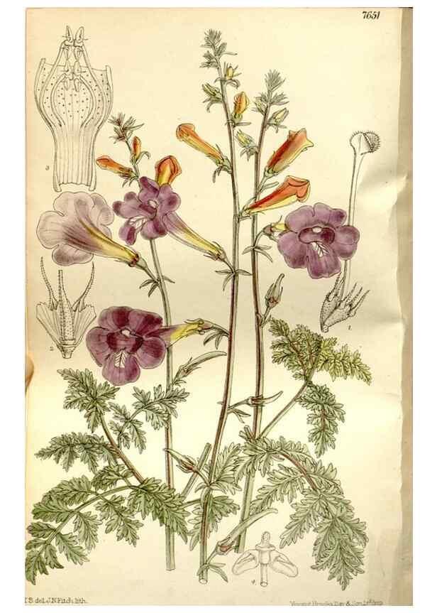 Reproducción/Reproduction 35583930780: Curtis's botanical magazine.. London ; New York [etc.] :Academic Press [etc.]
