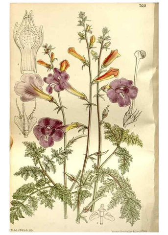 Reproducción/Reproduction 35583930780: Curtis's botanical magazine.. London ; New York [etc.] :Academic Press [etc.]