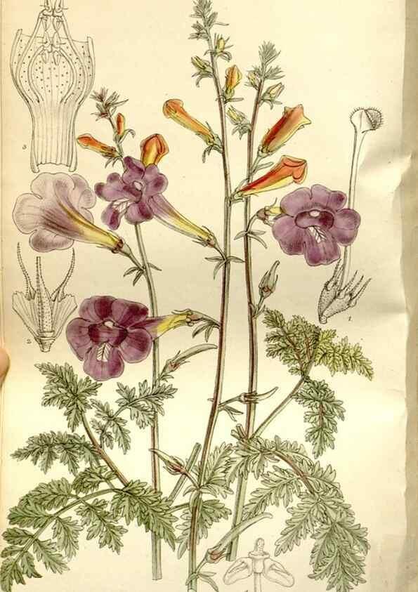 Reproducción/Reproduction 35583930780: Curtis's botanical magazine.. London ; New York [etc.] :Academic Press [etc.]