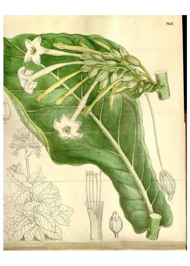 Reproducción/Reproduction 35583933130: Curtis's botanical magazine.. London ; New York [etc.] :Academic Press [etc.]