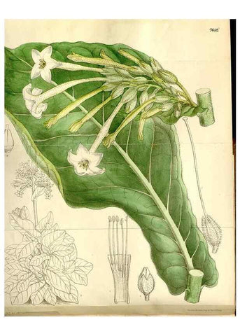 Reproducción/Reproduction 35583933130: Curtis's botanical magazine.. London ; New York [etc.] :Academic Press [etc.]