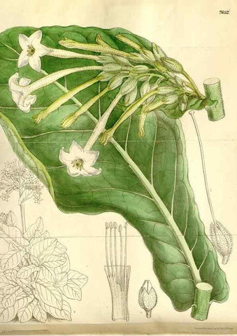 Reproducción/Reproduction 35583933130: Curtis's botanical magazine.. London ; New York [etc.] :Academic Press [etc.]