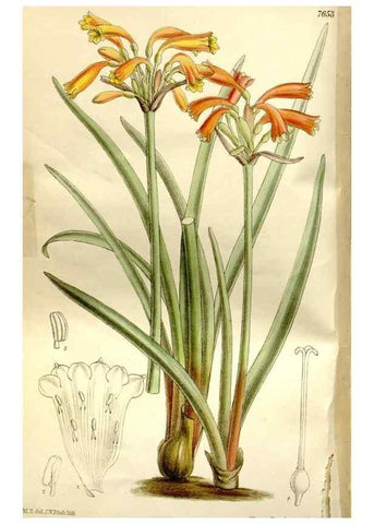 Reproducción/Reproduction 35583934770: Curtis's botanical magazine.. London ; New York [etc.] :Academic Press [etc.]