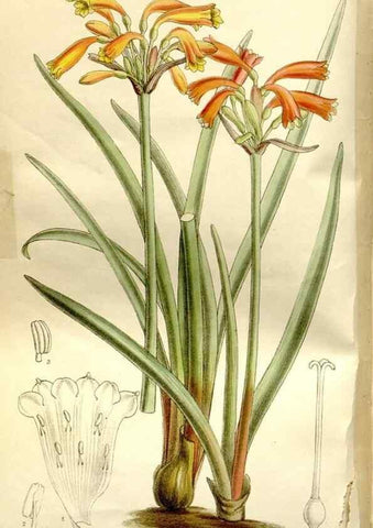 Reproducción/Reproduction 35583934770: Curtis's botanical magazine.. London ; New York [etc.] :Academic Press [etc.]
