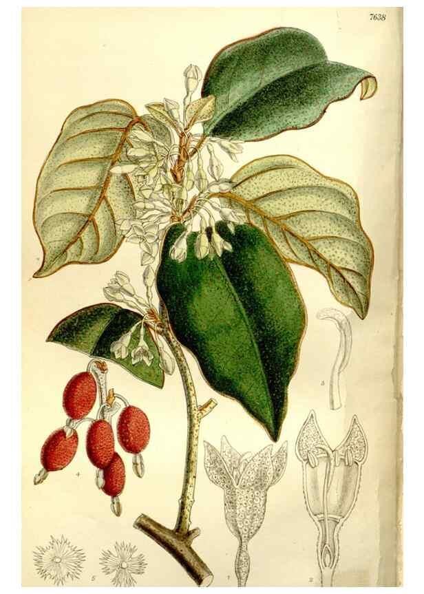 Reproducción/Reproduction 35931457676: Curtis's botanical magazine.. London ; New York [etc.] :Academic Press [etc.]