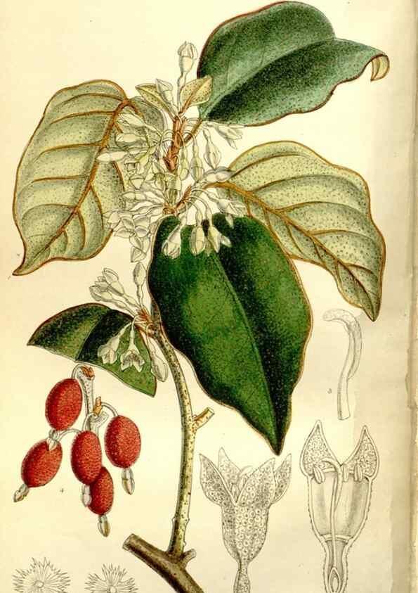 Reproducción/Reproduction 35931457676: Curtis's botanical magazine.. London ; New York [etc.] :Academic Press [etc.]