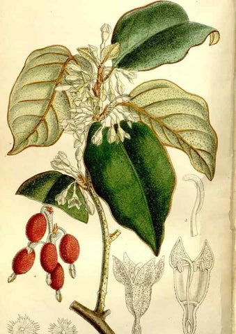 Reproducción/Reproduction 35931457676: Curtis's botanical magazine.. London ; New York [etc.] :Academic Press [etc.]