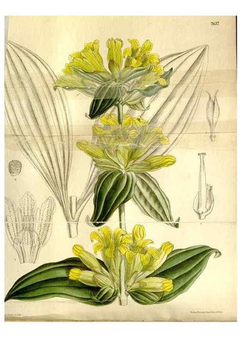 Reproducción/Reproduction 35931454836: Curtis's botanical magazine.. London ; New York [etc.] :Academic Press [etc.]