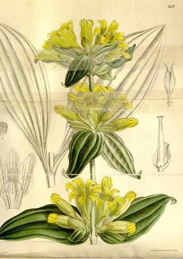 Reproducción/Reproduction 35931454836: Curtis's botanical magazine.. London ; New York [etc.] :Academic Press [etc.]