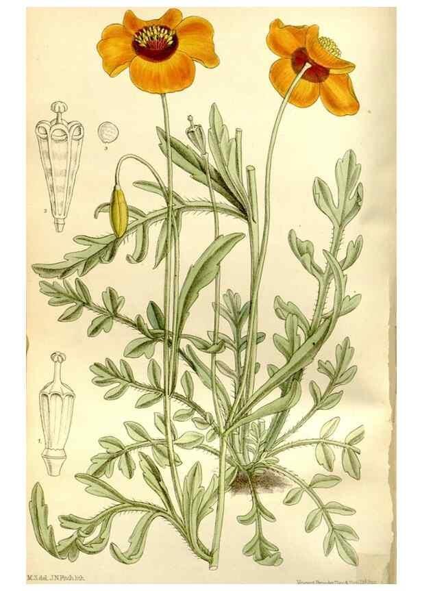 Reproducción/Reproduction 35931452946: Curtis's botanical magazine.. London ; New York [etc.] :Academic Press [etc.]