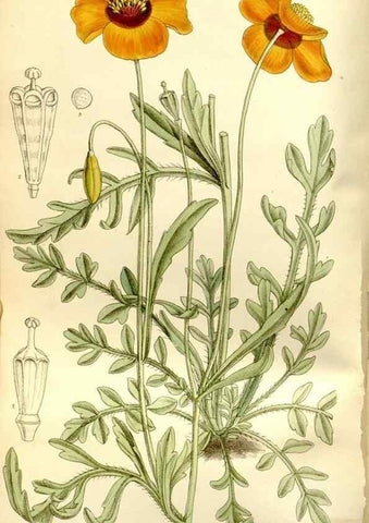 Reproducción/Reproduction 35931452946: Curtis's botanical magazine.. London ; New York [etc.] :Academic Press [etc.]