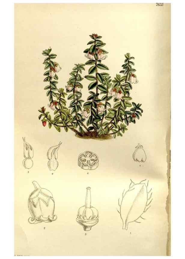 Reproducción/Reproduction 35583908480: Curtis's botanical magazine.. London ; New York [etc.] :Academic Press [etc.]