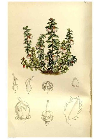 Reproducción/Reproduction 35583908480: Curtis's botanical magazine.. London ; New York [etc.] :Academic Press [etc.]
