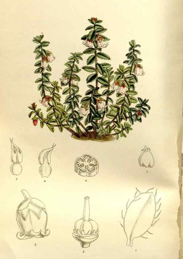 Reproducción/Reproduction 35583908480: Curtis's botanical magazine.. London ; New York [etc.] :Academic Press [etc.]