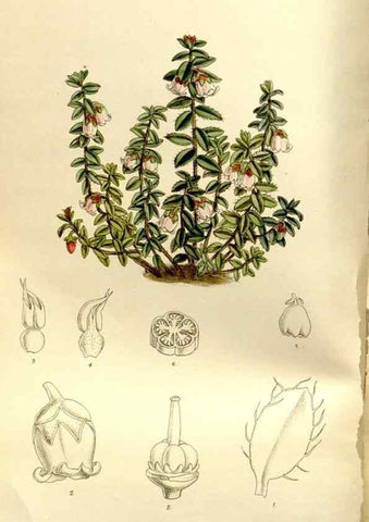 Reproducción/Reproduction 35583908480: Curtis's botanical magazine.. London ; New York [etc.] :Academic Press [etc.]