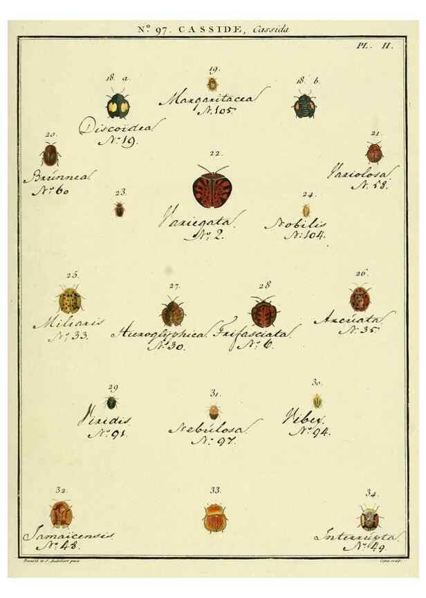 Reproducción/Reproduction 35055518893: Entomologie, ou, Histoire naturelle des insectes :. A Paris :De l'Imprimerie de Baudoin,1789-1808.