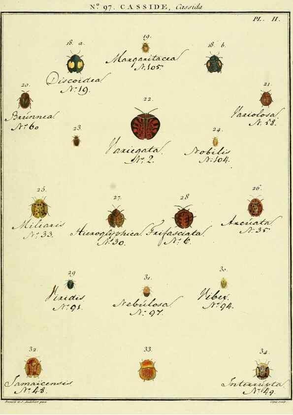 Reproducción/Reproduction 35055518893: Entomologie, ou, Histoire naturelle des insectes :. A Paris :De l'Imprimerie de Baudoin,1789-1808.