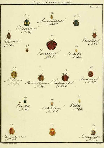 Reproducción/Reproduction 35055518893: Entomologie, ou, Histoire naturelle des insectes :. A Paris :De l'Imprimerie de Baudoin,1789-1808.
