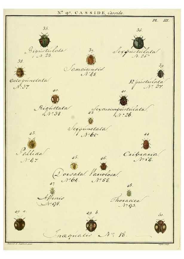 Reproducción/Reproduction 35864868485: Entomologie, ou, Histoire naturelle des insectes :. A Paris :De l'Imprimerie de Baudoin,1789-1808.