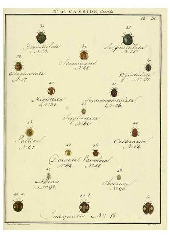 Reproducción/Reproduction 35864868485: Entomologie, ou, Histoire naturelle des insectes :. A Paris :De l'Imprimerie de Baudoin,1789-1808.