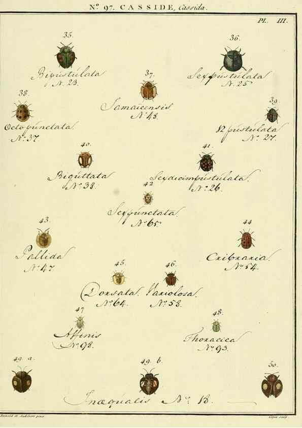 Reproducción/Reproduction 35864868485: Entomologie, ou, Histoire naturelle des insectes :. A Paris :De l'Imprimerie de Baudoin,1789-1808.