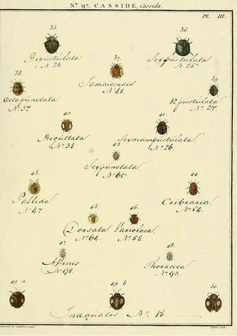 Reproducción/Reproduction 35864868485: Entomologie, ou, Histoire naturelle des insectes :. A Paris :De l'Imprimerie de Baudoin,1789-1808.