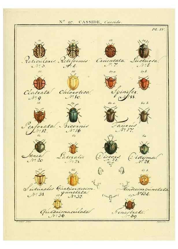 Reproducción/Reproduction 35864870105: Entomologie, ou, Histoire naturelle des insectes :. A Paris :De l'Imprimerie de Baudoin,1789-1808.