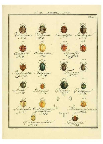 Reproducción/Reproduction 35864870105: Entomologie, ou, Histoire naturelle des insectes :. A Paris :De l'Imprimerie de Baudoin,1789-1808.