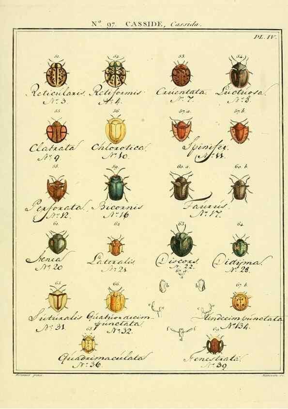 Reproducción/Reproduction 35864870105: Entomologie, ou, Histoire naturelle des insectes :. A Paris :De l'Imprimerie de Baudoin,1789-1808.