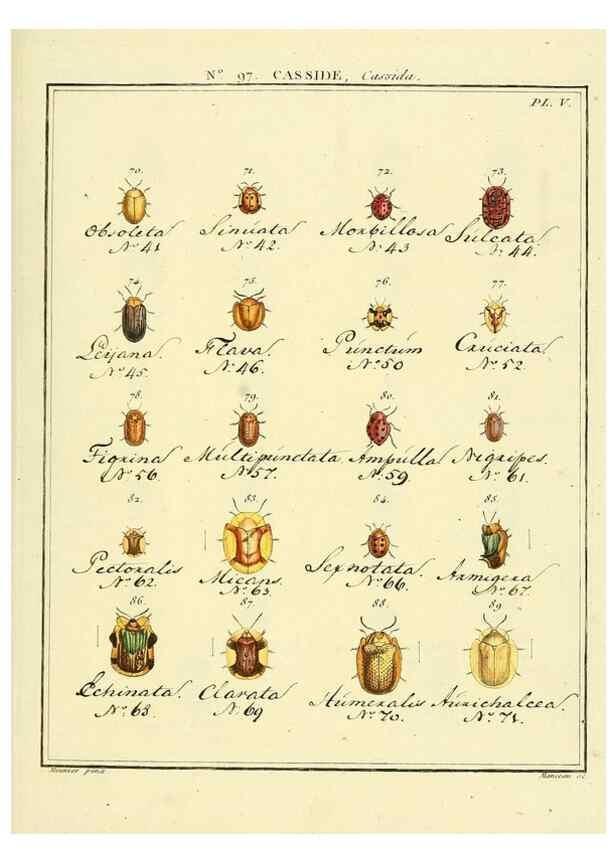 Reproducción/Reproduction 35055525593: Entomologie, ou, Histoire naturelle des insectes :. A Paris :De l'Imprimerie de Baudoin,1789-1808.