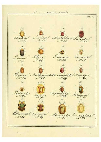 Reproducción/Reproduction 35055525593: Entomologie, ou, Histoire naturelle des insectes :. A Paris :De l'Imprimerie de Baudoin,1789-1808.