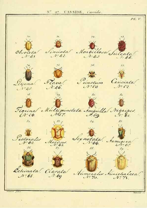 Reproducción/Reproduction 35055525593: Entomologie, ou, Histoire naturelle des insectes :. A Paris :De l'Imprimerie de Baudoin,1789-1808.