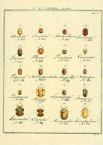 Reproducción/Reproduction 35055525593: Entomologie, ou, Histoire naturelle des insectes :. A Paris :De l'Imprimerie de Baudoin,1789-1808.