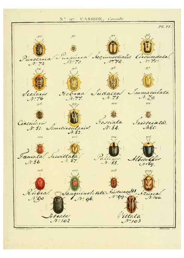 Reproducción/Reproduction 35695586542: Entomologie, ou, Histoire naturelle des insectes :. A Paris :De l'Imprimerie de Baudoin,1789-1808.