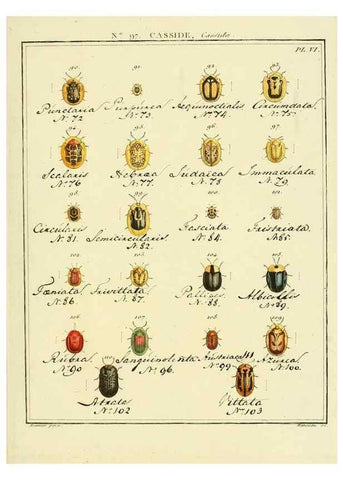 Reproducción/Reproduction 35695586542: Entomologie, ou, Histoire naturelle des insectes :. A Paris :De l'Imprimerie de Baudoin,1789-1808.