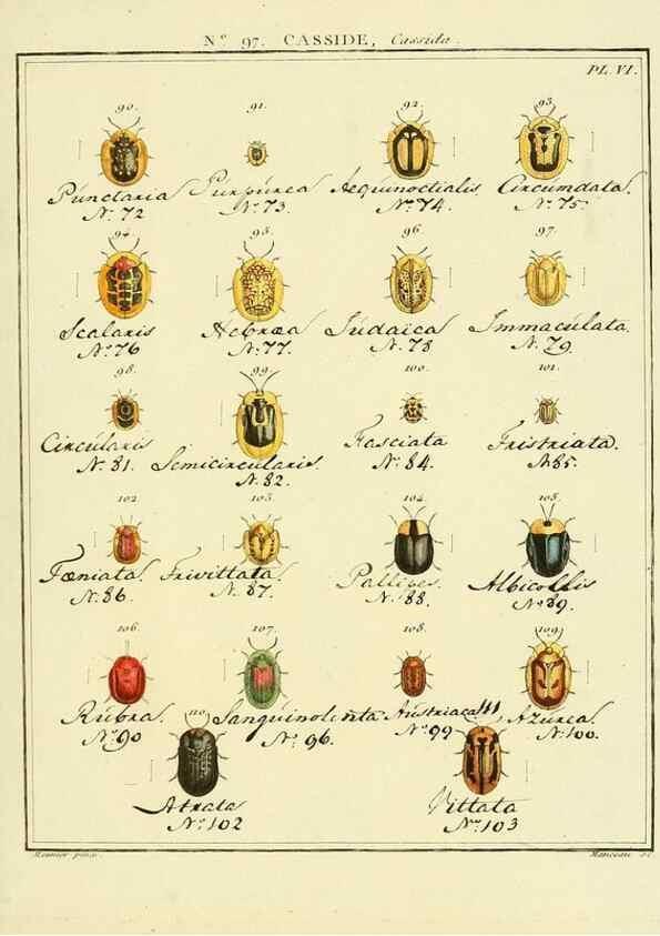 Reproducción/Reproduction 35695586542: Entomologie, ou, Histoire naturelle des insectes :. A Paris :De l'Imprimerie de Baudoin,1789-1808.