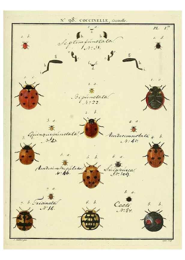 Reproducción/Reproduction 35055528363: Entomologie, ou, Histoire naturelle des insectes :. A Paris :De l'Imprimerie de Baudoin,1789-1808.
