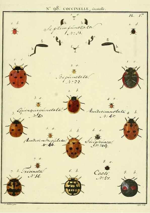 Reproducción/Reproduction 35055528363: Entomologie, ou, Histoire naturelle des insectes :. A Paris :De l'Imprimerie de Baudoin,1789-1808.