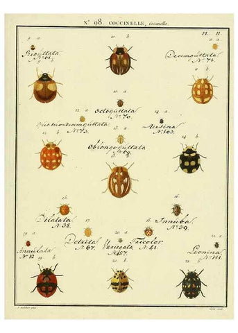 Reproducción/Reproduction 35055529613: Entomologie, ou, Histoire naturelle des insectes :. A Paris :De l'Imprimerie de Baudoin,1789-1808.