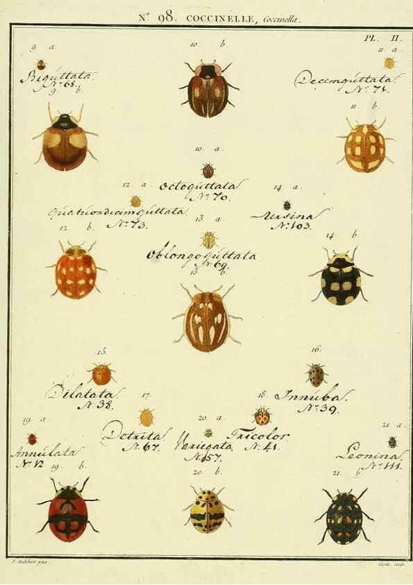 Reproducción/Reproduction 35055529613: Entomologie, ou, Histoire naturelle des insectes :. A Paris :De l'Imprimerie de Baudoin,1789-1808.