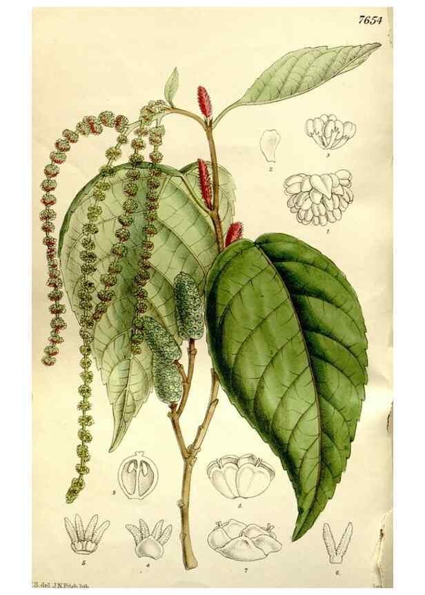 Reproducción/Reproduction 35583936830: Curtis's botanical magazine.. London ; New York [etc.] :Academic Press [etc.]