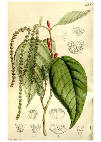 Reproducción/Reproduction 35583936830: Curtis's botanical magazine.. London ; New York [etc.] :Academic Press [etc.]