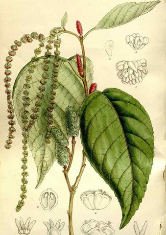 Reproducción/Reproduction 35583936830: Curtis's botanical magazine.. London ; New York [etc.] :Academic Press [etc.]