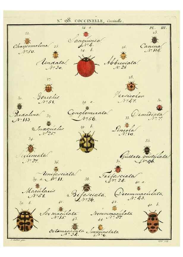 Reproducción/Reproduction 35824207986: Entomologie, ou, Histoire naturelle des insectes :. A Paris :De l'Imprimerie de Baudoin,1789-1808.